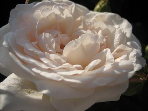 Fotografia de berny - Galeria Fotografica: rosas - Foto: blanca