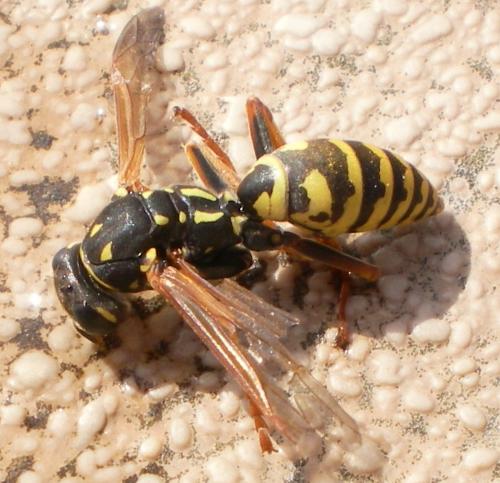 Fotografia de Paber - Galeria Fotografica: abander - Foto: Pequeita