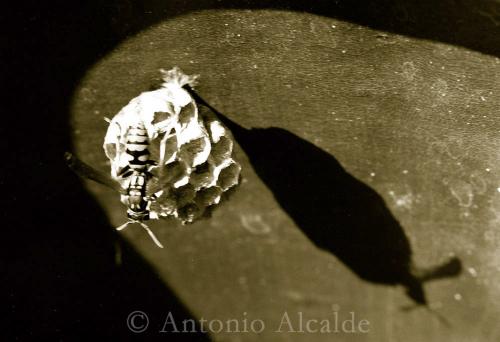 Fotografia de Antonio Alcalde - Galeria Fotografica: De todo un poco..... - Foto: Avispa