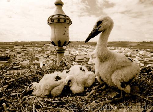 Fotografia de Antonio Alcalde - Galeria Fotografica: De todo un poco..... - Foto: Cig�e�as