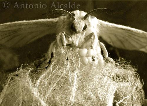 Fotografia de Antonio Alcalde - Galeria Fotografica: De todo un poco.....2 - Foto: Mariposa