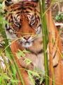 Fotos de Jordi Mateu -  Foto: Tigre de Sumatra (Panthera tigris sumatrae) - Tigre de Sumatra 1