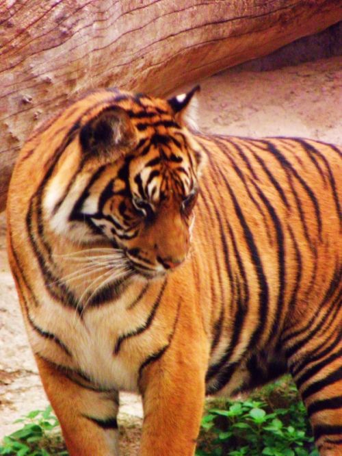 Fotografia de Jordi Mateu - Galeria Fotografica: Tigre de Sumatra (Panthera tigris sumatrae) - Foto: Tigre de Sumatra 2