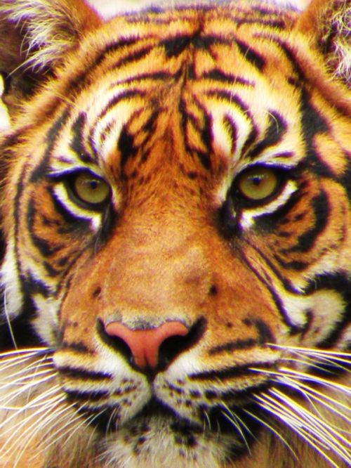 Fotografia de Jordi Mateu - Galeria Fotografica: Tigre de Sumatra (Panthera tigris sumatrae) - Foto: Tigre de Sumatra 3