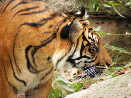 Fotografia de Jordi Mateu - Galeria Fotografica: Tigre de Sumatra (Panthera tigris sumatrae) - Foto: Tigre de Sumatra 4