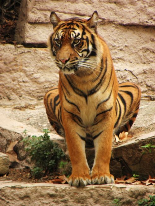 Fotografia de Jordi Mateu - Galeria Fotografica: Tigre de Sumatra (Panthera tigris sumatrae) - Foto: Tigre de Sumatra 5