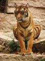 Fotos de Jordi Mateu -  Foto: Tigre de Sumatra (Panthera tigris sumatrae) - Tigre de Sumatra 5