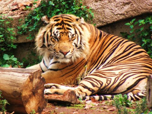 Fotografia de Jordi Mateu - Galeria Fotografica: Tigre de Sumatra (Panthera tigris sumatrae) - Foto: Tigre de Sumatra 6