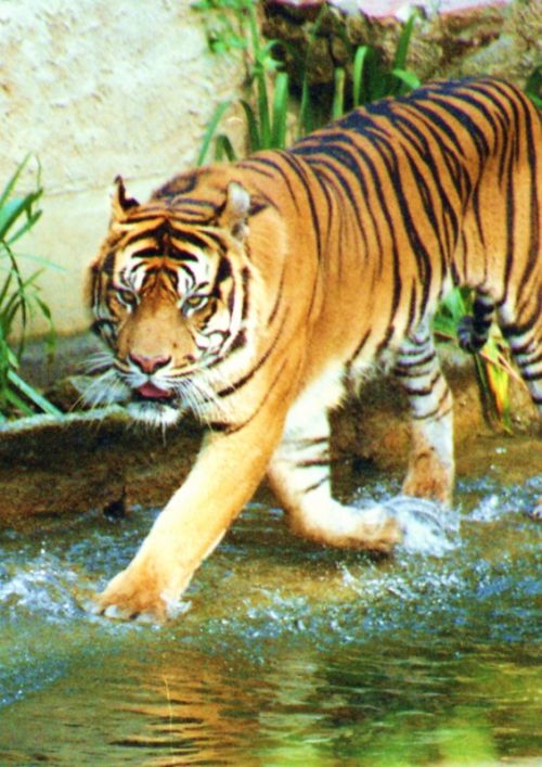 Fotografia de Jordi Mateu - Galeria Fotografica: Tigre de Sumatra (Panthera tigris sumatrae) - Foto: Tigre de Sumatra 7