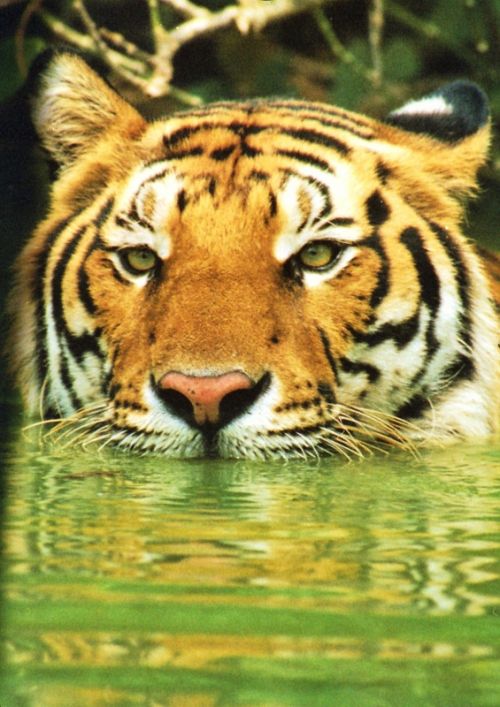 Fotografia de Jordi Mateu - Galeria Fotografica: Tigre de Sumatra (Panthera tigris sumatrae) - Foto: Tigre de Sumatra 8