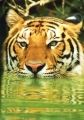 Fotos de Jordi Mateu -  Foto: Tigre de Sumatra (Panthera tigris sumatrae) - Tigre de Sumatra 8