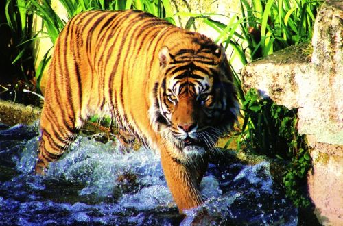 Fotografia de Jordi Mateu - Galeria Fotografica: Tigre de Sumatra (Panthera tigris sumatrae) - Foto: Tigre de Sumatra 9