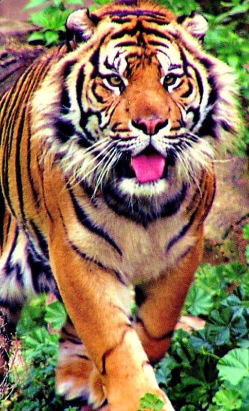 Fotografia de Jordi Mateu - Galeria Fotografica: Tigre de Sumatra (Panthera tigris sumatrae) - Foto: Tigre de Sumatra 10