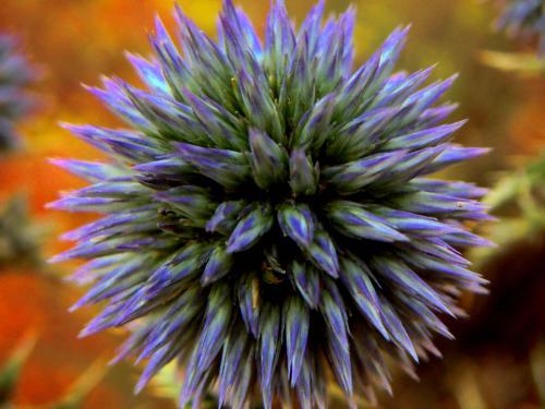 Fotografia de Alvaro - Galeria Fotografica: plantas - Foto: foto 1