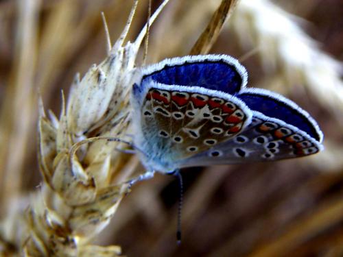 Fotografia de Alvaro - Galeria Fotografica: plantas - Foto: foto 3