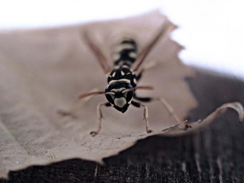 Fotografia de Txemita - Galeria Fotografica: Macro con EX-25 de Olympus - Foto: 4