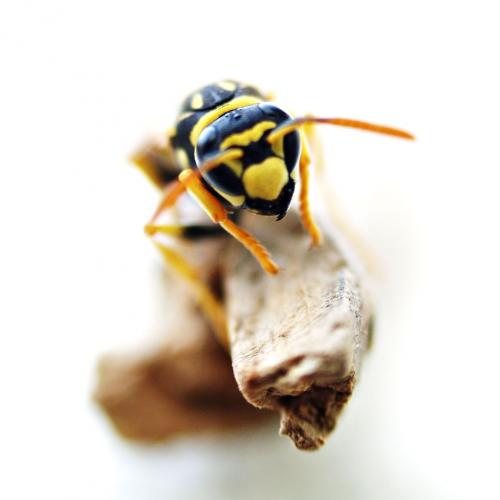 Fotografia de Txemita - Galeria Fotografica: Macro con EX-25 de Olympus - Foto: 1