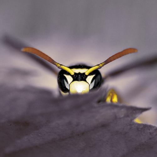 Fotografia de Txemita - Galeria Fotografica: Macro con EX-25 de Olympus - Foto: 2