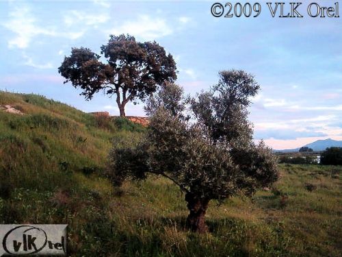 Fotografia de VLK OREL - Galeria Fotografica: VIDA - Foto: 