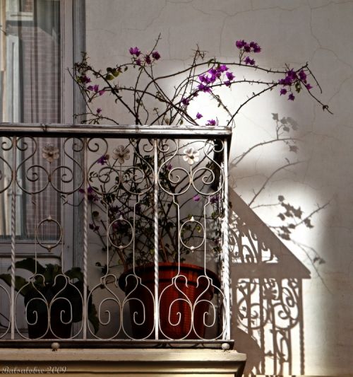 Fotografia de Balsalobre - Galeria Fotografica: Cosicas de Cartagena - Foto: Buganvilla