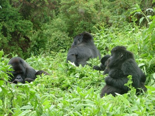 Fotografia de Jordi Mateu - Galeria Fotografica: Gorilas de Montaa  - Foto: Gorila de Montaa 2