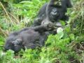 Fotos de Jordi Mateu -  Foto: Gorilas de Montaa  - Gorila de Montaa 3