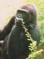 Fotos de Jordi Mateu -  Foto: Gorilas de Montaa  - Gorila de Montaa 4