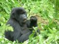 Fotos de Jordi Mateu -  Foto: Gorilas de Montaa  - Gorila de Montaa 5