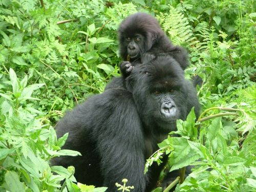 Fotografia de Jordi Mateu - Galeria Fotografica: Gorilas de Monta�a  - Foto: Gorila de monta�a 7