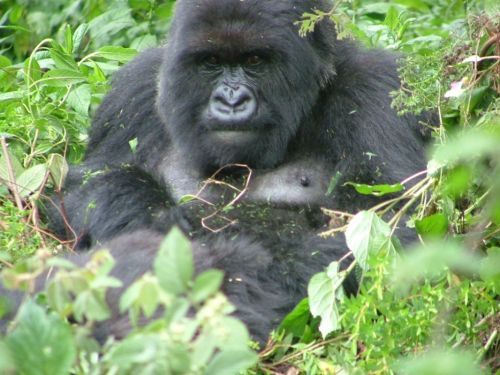 Fotografia de Jordi Mateu - Galeria Fotografica: Gorilas de Monta�a  - Foto: Gorila de Monta�a 8