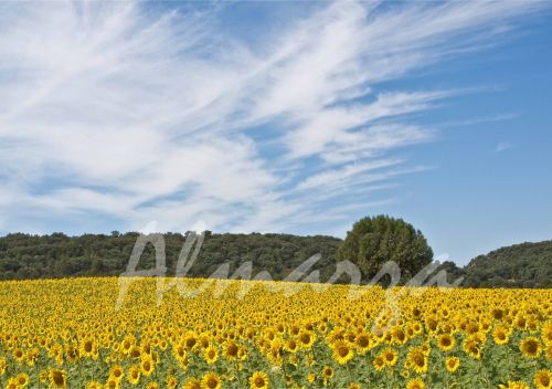 Fotografia de ALMARZA - Galeria Fotografica: Panoramica de Madrid - Foto: Campo de Girasoles