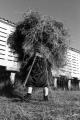 Fotos de Sin nombre -  Foto: Blanco y Negro - Mulher feno
