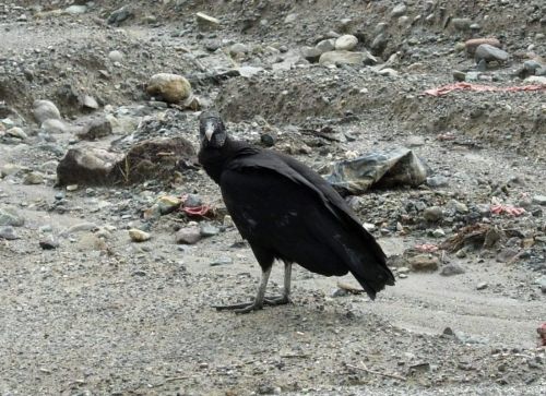 Fotografia de COMPUFOTO - Galeria Fotografica: FAUNA SALVAJE - Foto: GALLINAZO