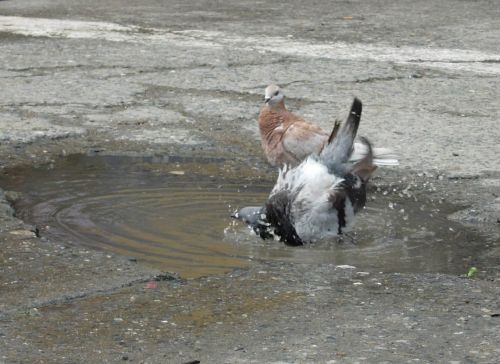 Fotografia de COMPUFOTO - Galeria Fotografica: FAUNA SALVAJE - Foto: PALOMAS EN LA CALLE