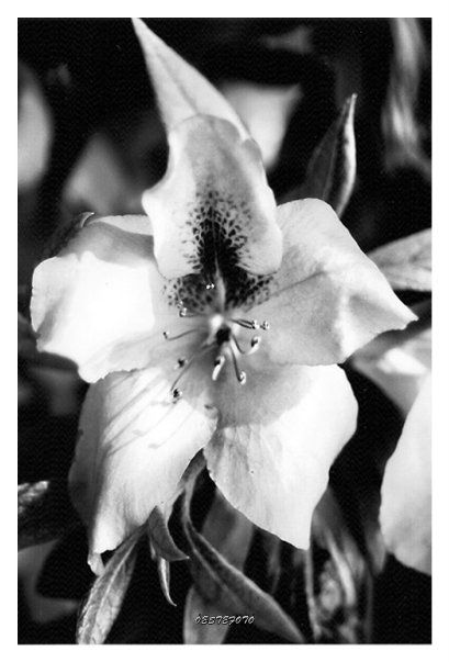 Fotografia de OESTEFOTO  - Galeria Fotografica: ALGUNAS DE MIS FOTOS... - Foto: 