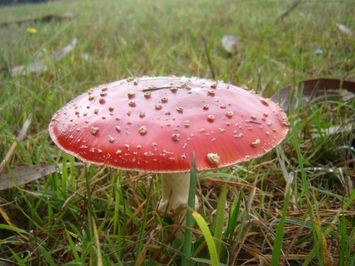 Fotografia de alvaro torres - Galeria Fotografica: patagonia 2010 - Foto: 