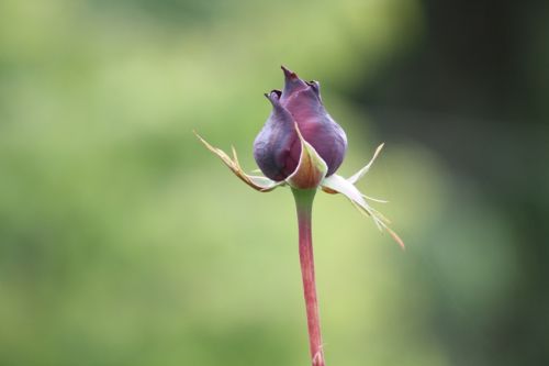 Fotografia de alvaro torres - Galeria Fotografica: patagonia 2010 - Foto: Rosa