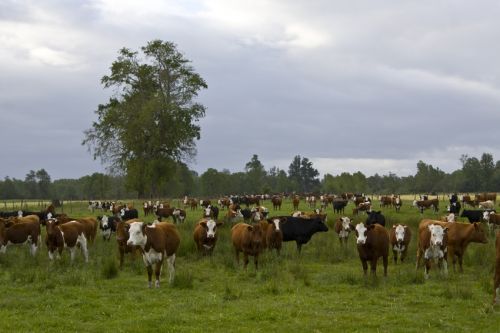 Fotografia de alvaro torres - Galeria Fotografica: patagonia 2010 - Foto: 