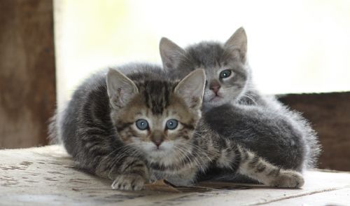 Fotografia de alvaro torres - Galeria Fotografica: patagonia 2010 - Foto: 