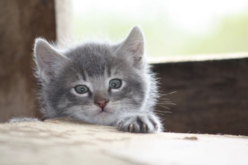 Fotografia de alvaro torres - Galeria Fotografica: patagonia 2010 - Foto: 