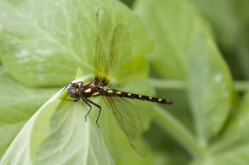 Fotografia de alvaro torres - Galeria Fotografica: patagonia 2010 - Foto: 