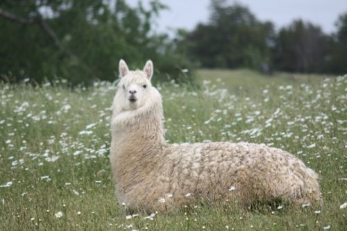 Fotografia de alvaro torres - Galeria Fotografica: patagonia 2010 - Foto: 