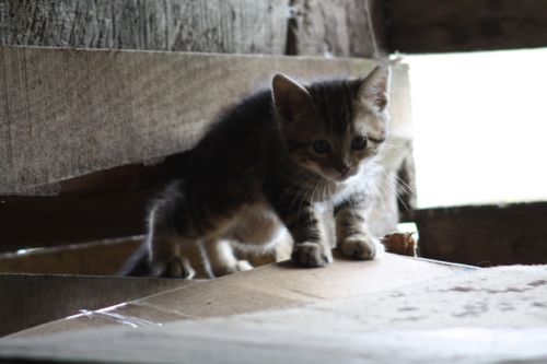 Fotografia de alvaro torres - Galeria Fotografica: patagonia 2010 - Foto: 