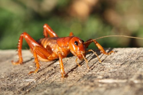 Fotografia de alvaro torres - Galeria Fotografica: patagonia 2010 - Foto: 