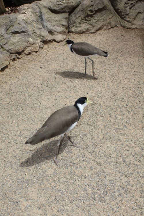 Fotografia de alvaro torres - Galeria Fotografica: patagonia 2010 - Foto: 