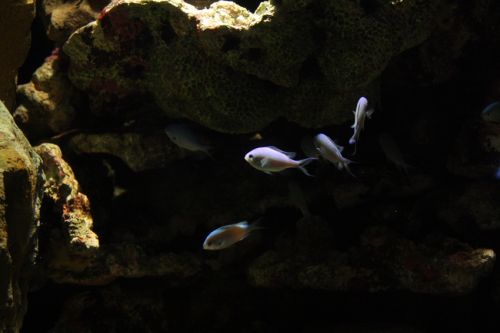 Fotografia de alvaro torres - Galeria Fotografica: patagonia 2010 - Foto: 