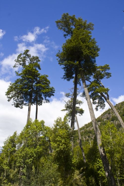 Fotografia de alvaro torres - Galeria Fotografica: patagonia 2010 - Foto: 