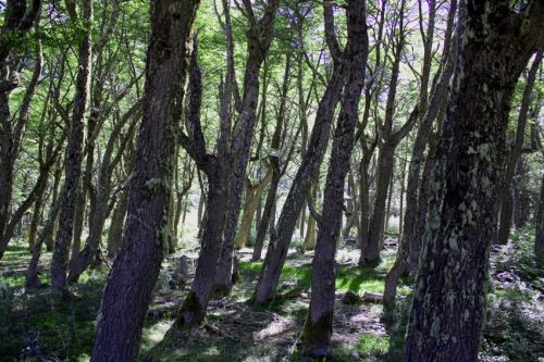Fotografia de alvaro torres - Galeria Fotografica: patagonia 2010 - Foto: 