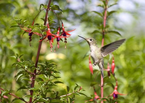 Fotografia de alvaro torres - Galeria Fotografica: patagonia 2010 - Foto: 