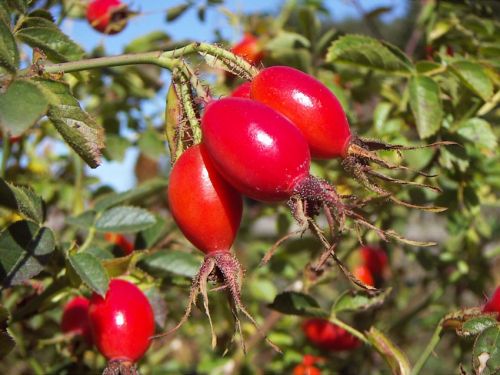 Fotografia de alvaro torres - Galeria Fotografica: patagonia 2010 - Foto: 